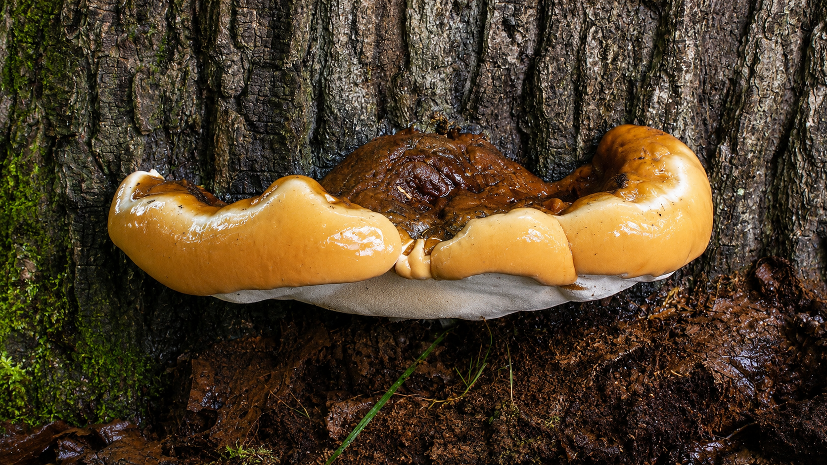 Ganoderma resinaceum