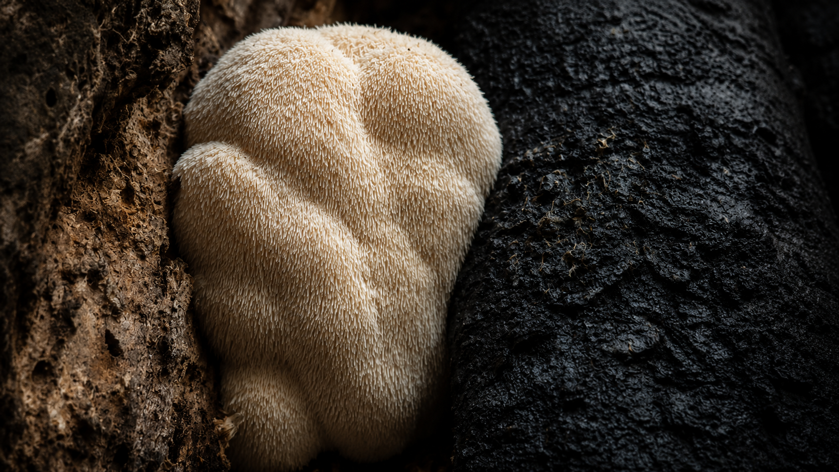 Hericium