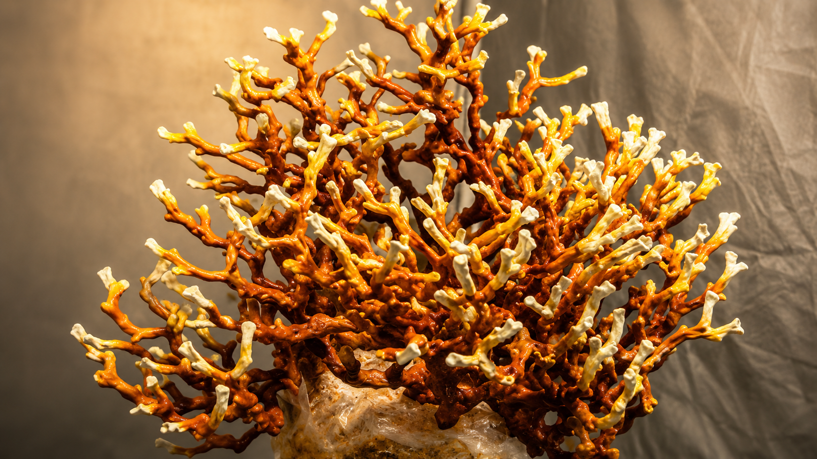 Ganoderma multipileum – lesklokorka mnohokloboukatá